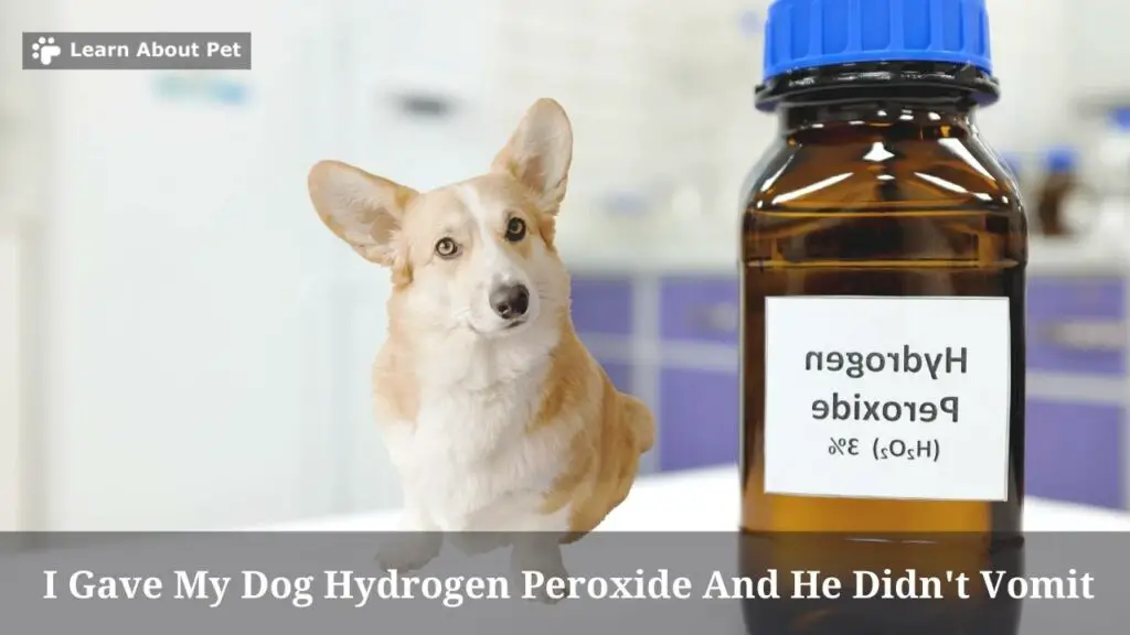 I Gave My Dog Hydrogen Peroxide And He Didn't Vomit 7 Clear Reasons