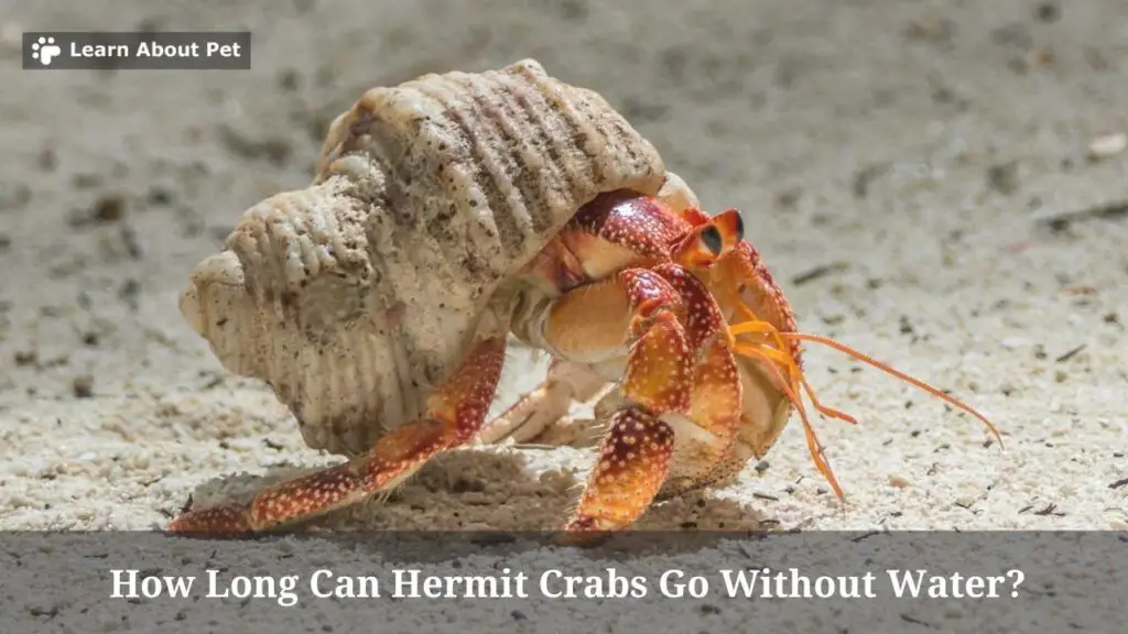 how-long-can-hermit-crabs-go-without-water-7-clear-facts