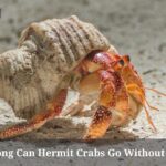 How Long Can Hermit Crabs Go Without Water? (7 Clear Facts)