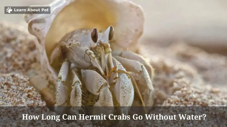 how-long-can-hermit-crabs-go-without-water-7-clear-facts