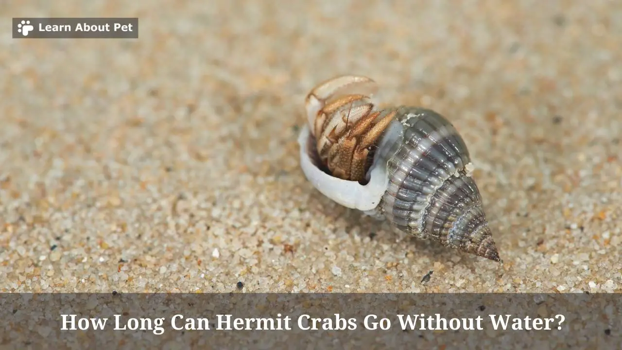 How Long Can Hermit Crabs Go Without Water? (7 Clear Facts)