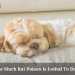 How Much Rat Poison Is Lethal To Dogs