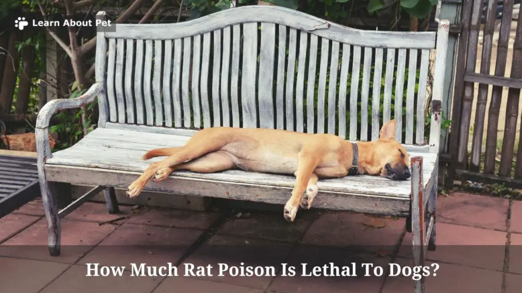 How much rat poison is lethal to dogs