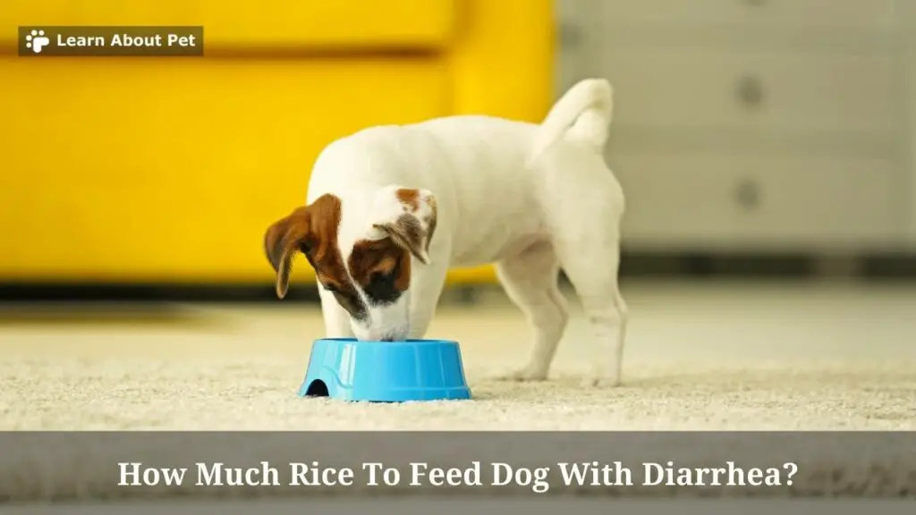 how-much-rice-to-feed-dog-with-diarrhea-9-cool-facts-2022