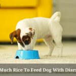 How Much Rice To Feed Dog With Diarrhea