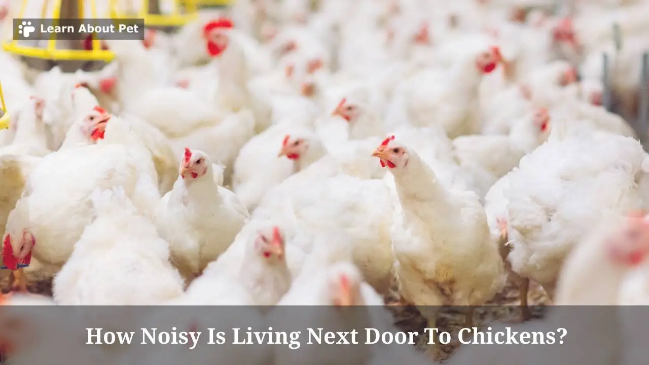 How Noisy Is Living Next Door To Chickens? (7 Menacing Facts)
