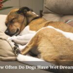 How Often Do Dogs Have Wet Dreams? Is it normal for dogs to have wet dreams? 7 Cool Facts