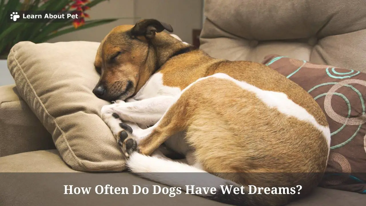 How Often Do Dogs Have Wet Dreams? Is It Normal For Dogs To Have Wet
