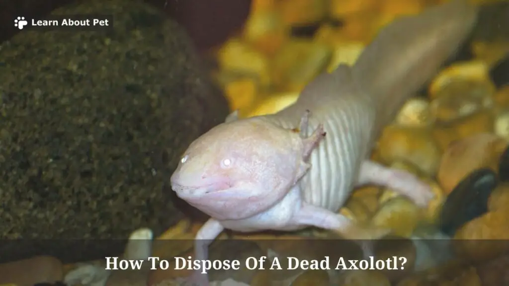 How to dispose of a dead axolotl