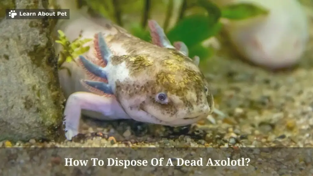 How to dispose of a dead axolotl