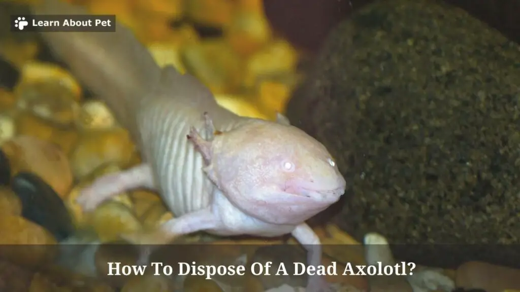 How to dispose of a dead axolotl