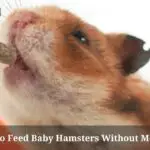 How To Feed Baby Hamsters Without Mother? (9 Clear Facts)