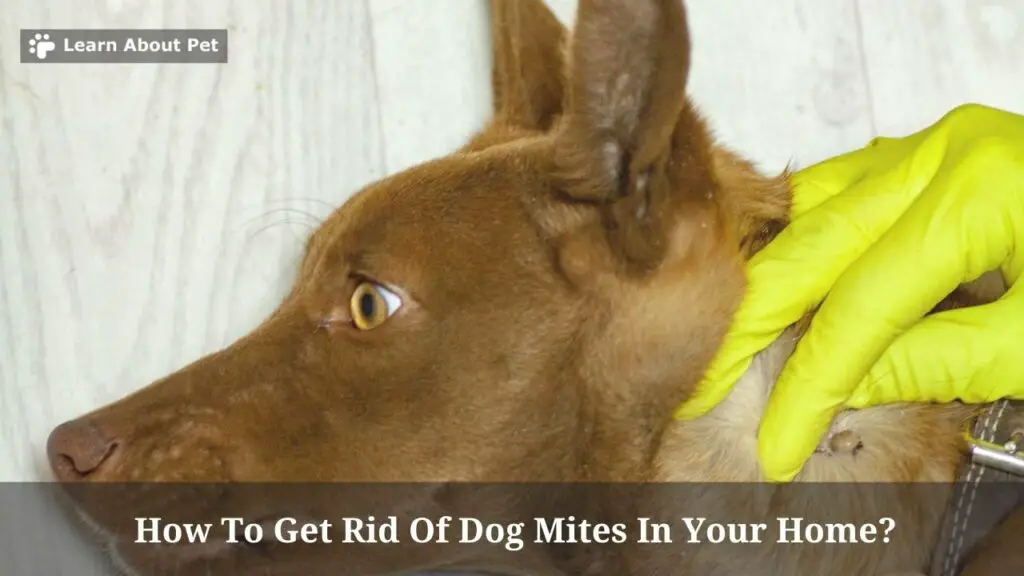 How To Get Rid Of Dog Mites In Your Home? 9 Clear Facts 2024