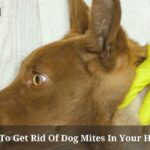 How To Get Rid Of Dog Mites In Your Home? 9 Clear Facts How To Get Rid Of Dog Mites In Your Home