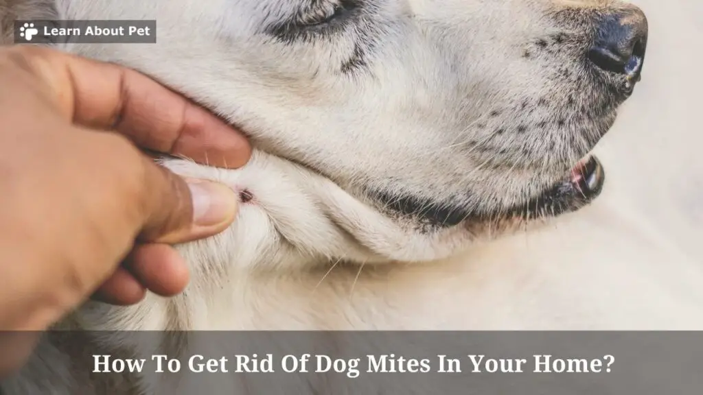 How To Get Rid Of Dog Mites In Your Home? 9 Clear Facts 2023