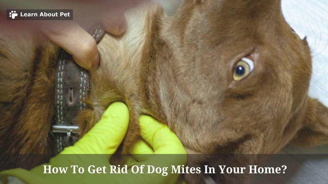 How To Get Rid Of Dog Mites In Your Home? 9 Clear Facts 2024