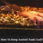How To Keep Axolotl Tank Cool?