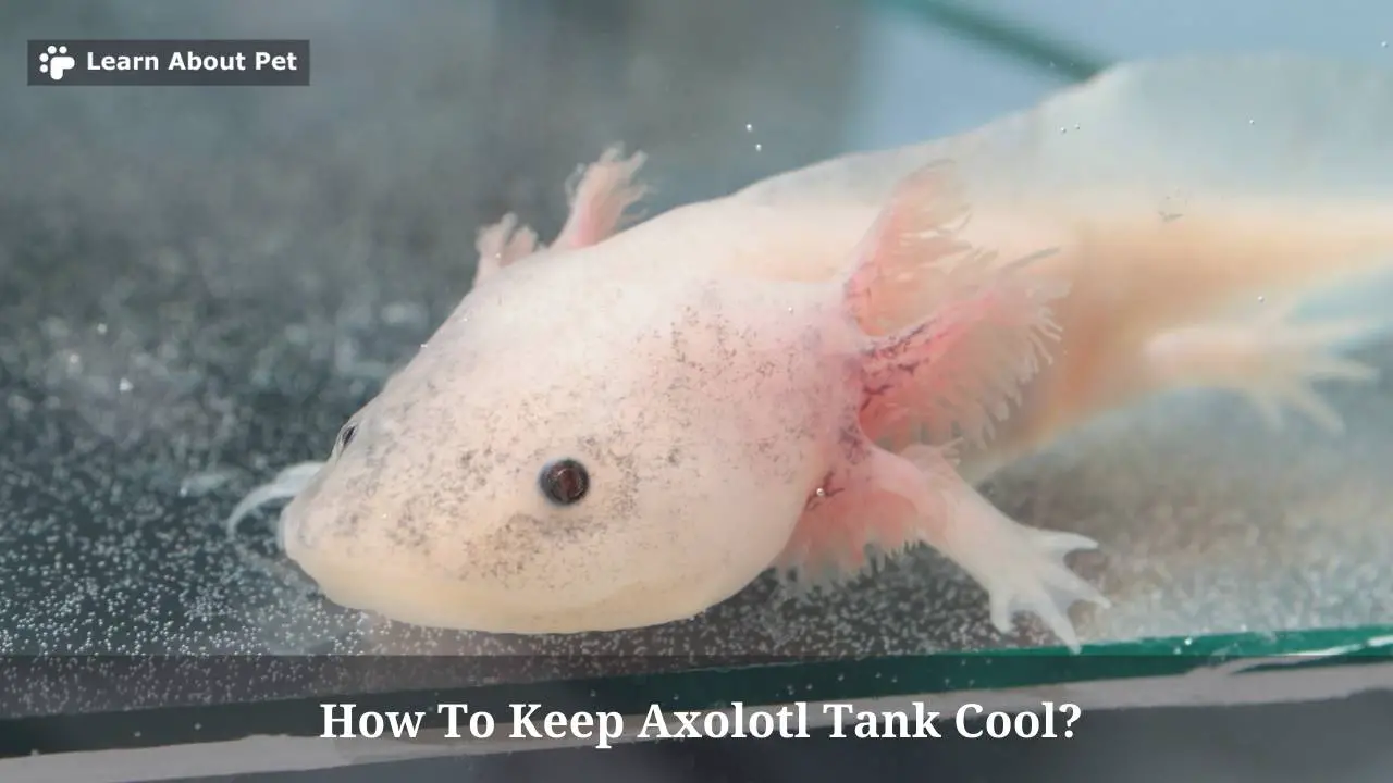 How To Keep Axolotl Tank Cool? 2023