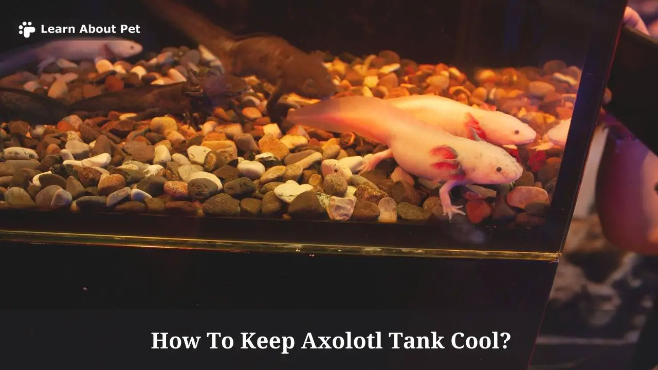 How To Keep Axolotl Tank Cool? 2023