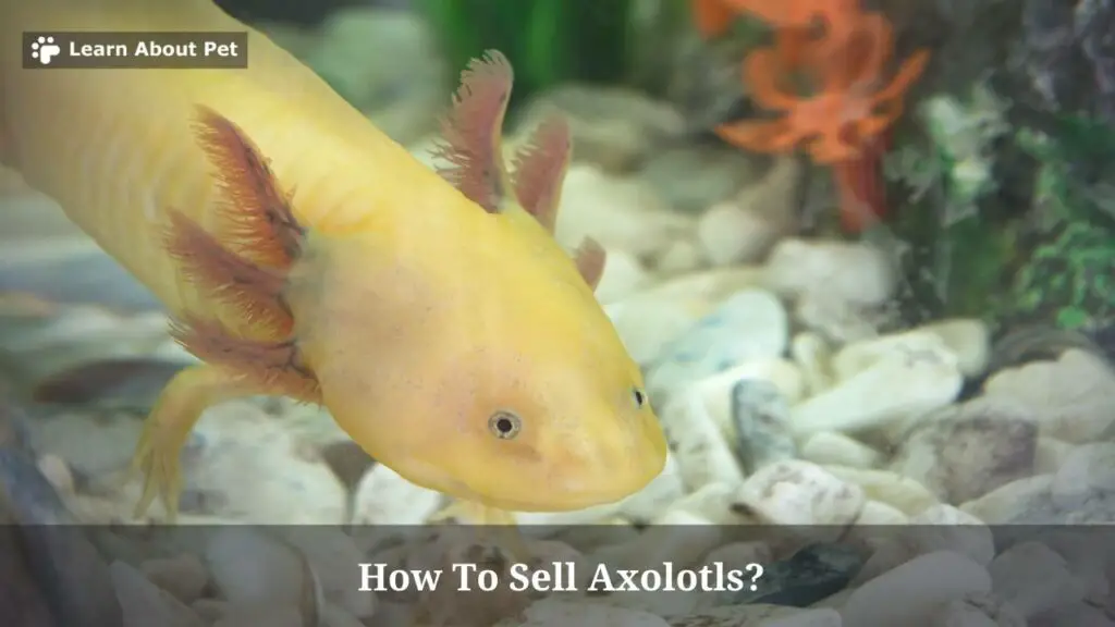 How To Sell Axolotls? (7 Interesting Axie Selling Tips) 2023