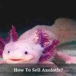 How To Sell Axolotls