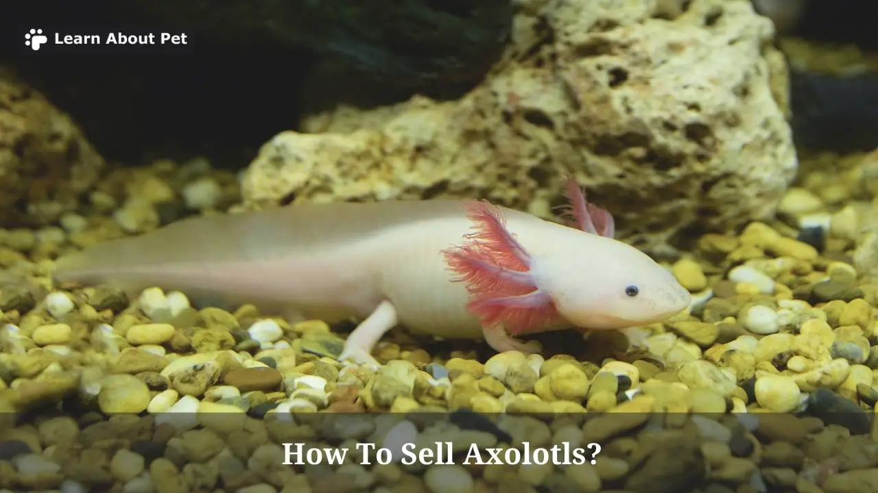 How To Sell Axolotls? (7 Interesting Axie Selling Tips) 2023