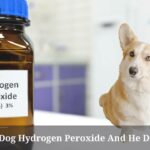 I Gave My Dog Hydrogen Peroxide And He Didn't Vomit