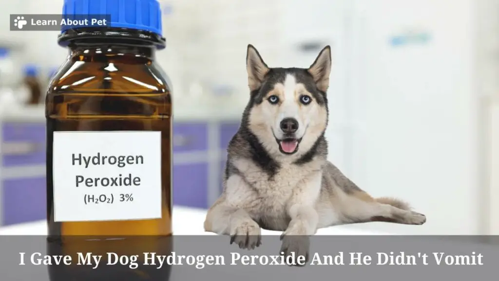 I Gave My Dog Hydrogen Peroxide And He Didn't Vomit 7 Clear Reasons