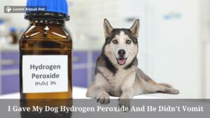 I Gave My Dog Hydrogen Peroxide And He Didn't Vomit : 7 Clear Reasons