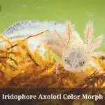 Iridophore Axolotl : Care, Lifespan, Cool Tank, Breeding