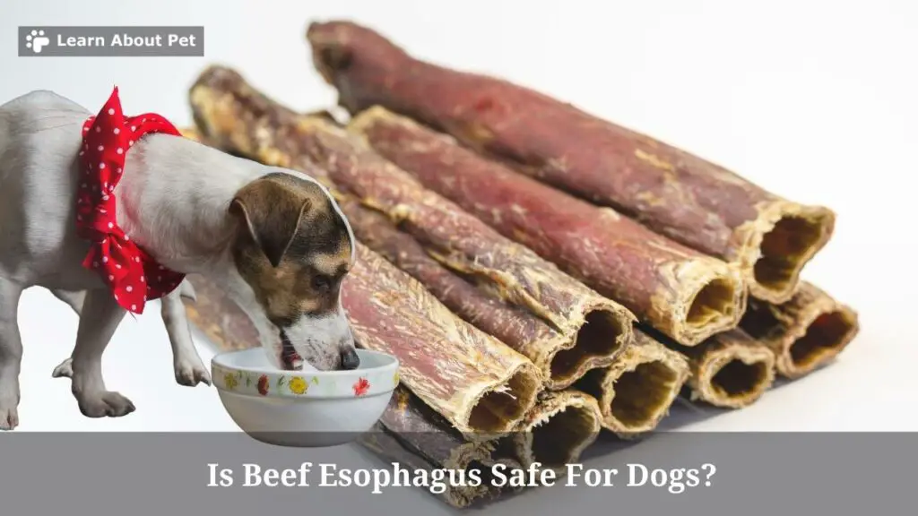 Is beef esophagus safe for dogs