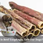 Is Beef Esophagus Safe For Dogs?