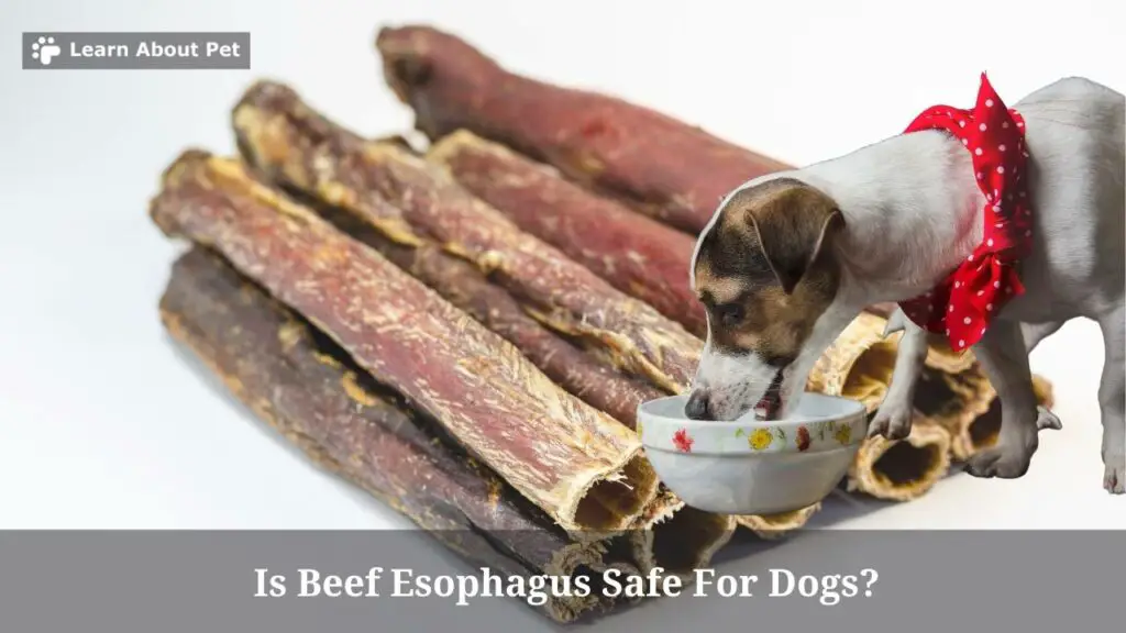 Is beef esophagus safe for dogs