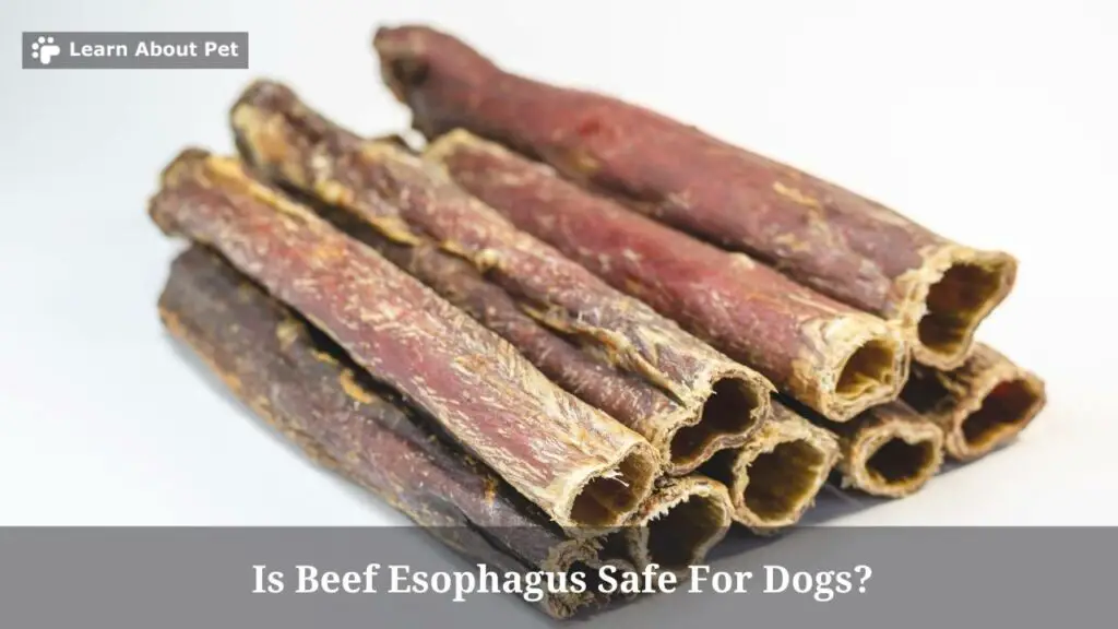 Is beef esophagus safe for dogs