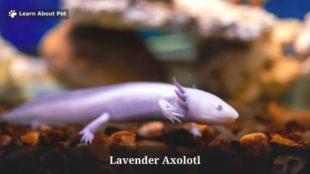 Lavender axolotl