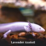 Lavender Axolotl