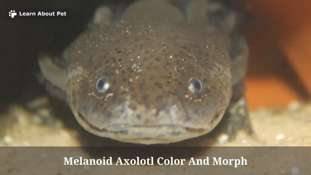 Melanoid axolotl