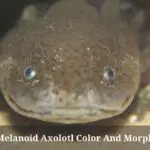 Melanoid Axolotl (Ambystoma mexicanum) : 7 Interesting Facts