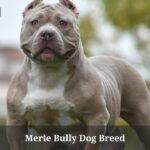 Merle Bully Dog Breed