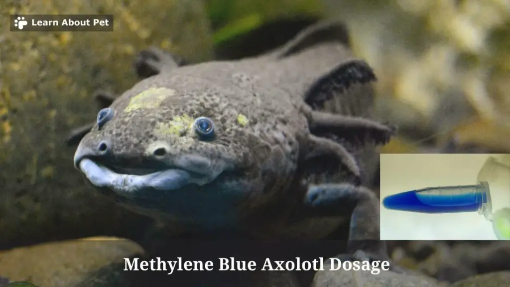 Methylene blue axolotl dosage