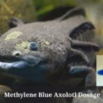 Methylene Blue Axolotl Dosage