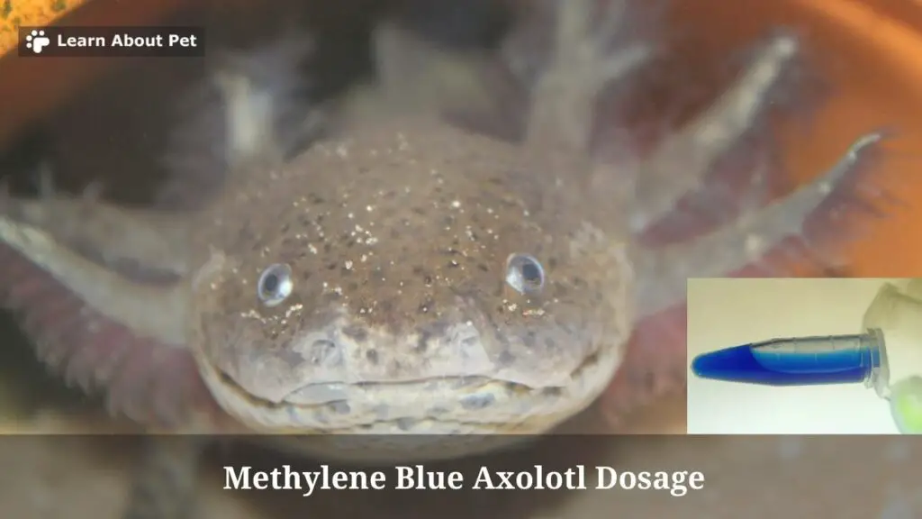 Methylene blue axolotl dosage