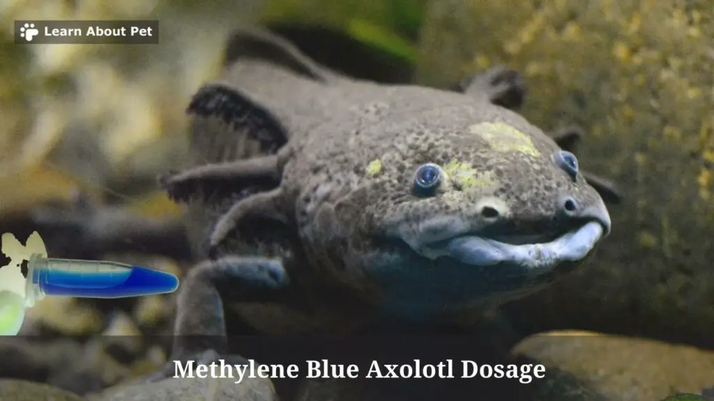 Methylene blue axolotl dosage