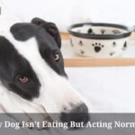 My Dog Isn't Eating But Acting Normal : (9 Menacing Facts) My Dog Isn't Eating But Acting Normal