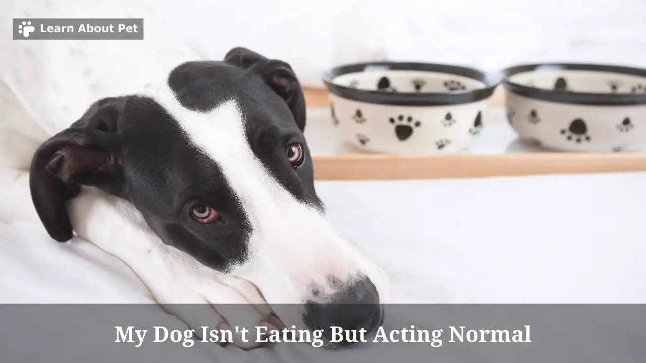 My Dog Isn't Eating But Acting Normal (9 Menacing Facts)
