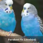 Parakeet Vs Lovebird : Size, Color, Beak, Cool Pics