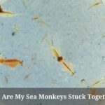 Why Are My Sea Monkeys Stuck Together? (9 Cool Facts)