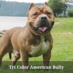 Tri Color American Bully