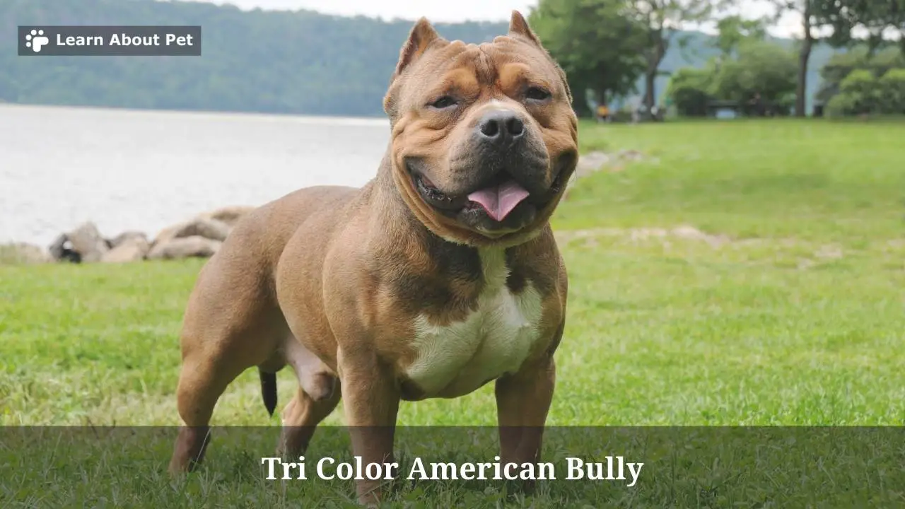 All About Tri Color American Bully Dog Breed - 2023