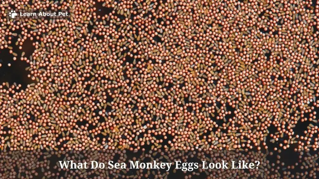 What do sea monkey eggs look like